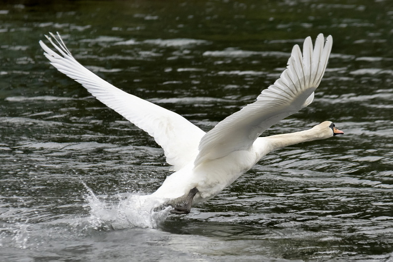 Almost In Flight , Patrick Murphy.jpg