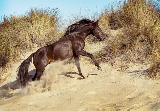 Black Stallion  Camargue, M Sweeney