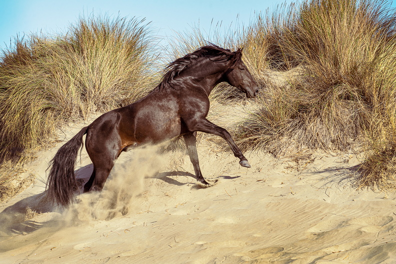 Black Stallion  Camargue, M Sweeney