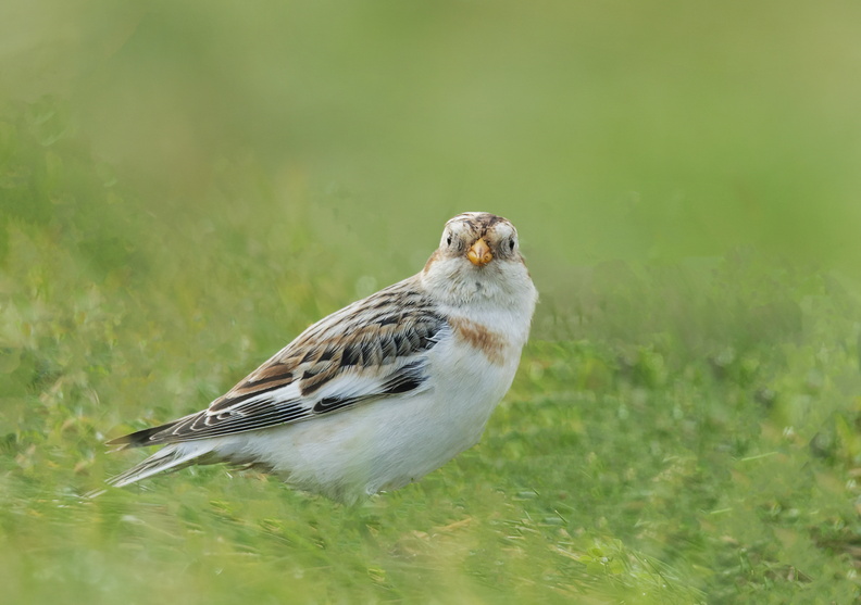 CCG06 Snow Bunting - Vincent Kelly