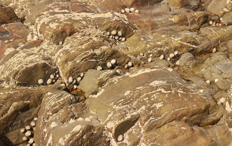 Limpets - Michael Higgins.jpg